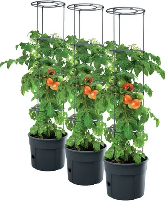 Produktbild von 3x Tomatenpflanze Pflanzkübel Pflanzen Tomate 28L Garten Terrasse PAFEN