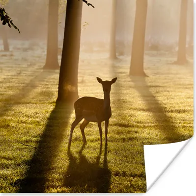 Produktbild von MuchoWow® Poster Hirsche - Wald - Sonne 100x100 cm - Babyzimmer