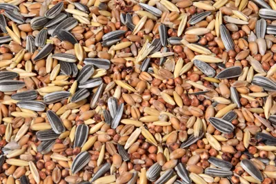 Produktbild von dobar Streufutter-Mix für die Vogelfütterung, Körner und Sonnenblumenkerne für Wildvögel, 20 kg Beutel