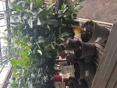 Produktbild von Zitrone Citrus limon 80-100 cm Zitronenbaum Früchte Obst Kübelpflanze Limone Lemon Hochstamm