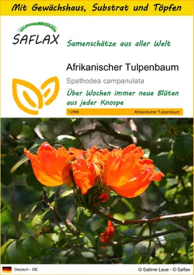 Produktbild von SAFLAX Anzucht Set - Afrikanischer Tulpenbaum - Spathodea campanulata - 30 Samen - Mit Mini-Gewächshaus, Anzuchtsubstrat und 2 Töpfen