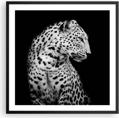 Produktbild von Gerahmtes Poster - Schwarzer Rahmen - Leopard Panther Katze - 60x60 cm - Wand Bild - Wanddeko - Wandbilder - Kunstposter - Wandposter - Bilderrahmen - Bilder - Kunstdruck - P2BAC60x60-4919