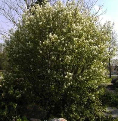 Produktbild von Amelanchier rotundifolia Helvetica - Felsenbirne Helvetica - 40-60