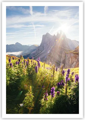 Produktbild von Poster - Poster ohne Rahmen - Berge Wiese Blumen - 70x100 cm - Wand Bild - Wanddeko - Wandbilder - Kunstposter - Wandposter - Bilder - Kunstdruck - Wanddekoration - Wandbild - P2XPA70x100-4008