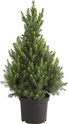 Produktbild von Dehner Zuckerhut-Fichte Conica, sehr feine Nadeln, ca. 50-60 cm, Ø Topf 20 cm, Nadelgehölz