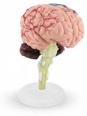 Imagen del producto de InAndOutdoorMatch - Modelo anatómico del cerebro - Desmontable