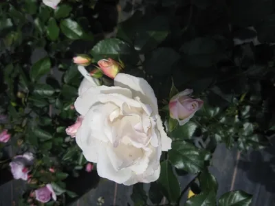 Produktbild von Rosa Weiße Wolke ® - Strauchrose Weiße Wolke ® - Kordes Rose