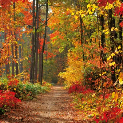 Produktbild von Wälder Kunstdruck Bild - Magische Herbstfarben (40 x 40 cm)