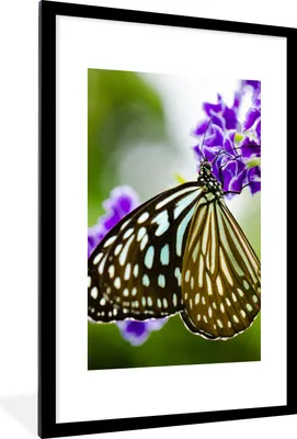Produktbild von MuchoWow® Gerahmtes Poster Lavendel - Schmetterling - Botanisch 60x90 cm - Poster mit Schwarzem Bilderrahmen Wandposter Rahmen Foto Bilder - Dekoration - Wandposter Wohnzimmer - Hochwertig