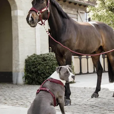 A horse and a dog are standing together in a paved courtyard with a building in the background.