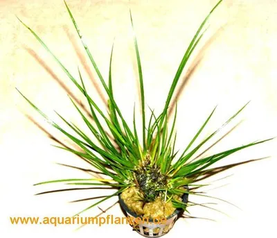 Produktbild von 3 Töpfe Acorus gramineus var. pusillus, Zwergkalmus