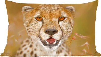 Produktbild von MuchoWow® Zierkissen Sofakissen Wohnzimmer Dekokissen 60x40 cm Leopard - Kopf - Pflanzen - Kopfkissen - Polster mit Foto