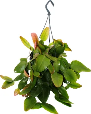 Image de Urban Jungle Elegance - Ambre de cactus moderne avec une superbe structure de feuilles - Rhipsalis pachyptera rubra - 15cm