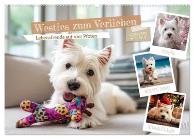 Produktbild von Westies zum Verlieben (Wandkalender 2027 DIN A2 quer), CALVENDO Monatskalender