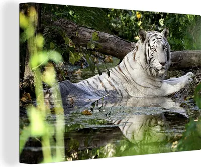 Produktbild von OneMillionCanvasses® - Leinwandbilder - 140x90 cm, Weißer Tiger im Wasser, Wandbilder Kunstdruck Wanddekoration