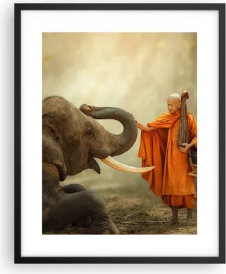 Produktbild von Gerahmtes Poster - Schwarzer Rahmen - Elefant Mönch Stoßzahn - 40x50 cm - Wand Bild - Wanddeko - Wandbilder - Kunstposter - Wandposter - Bilderrahmen - Bilder - Kunstdruck - Wandbild - P2BPA40x50-3484