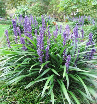 Produktbild von Lilientraube 'BIG BLUE' Cont. 1,4 l
