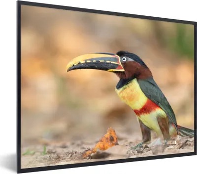 Produktbild von MuchoWow® Gerahmtes Poster Vogel - Tukan - Federn - Natur 80x60 cm - Poster mit Schwarzem Bilderrahmen Wandposter Rahmen Foto Bilder - Schwarzem - Mit Gestell