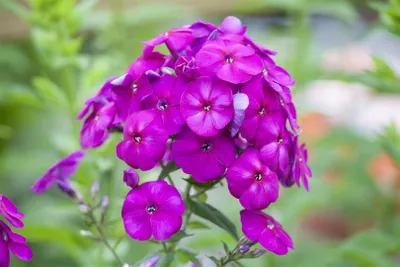 Produktbild von Phlox paniculata 'The King', Flammenblume, violett, ca. 11x11 cm Topf