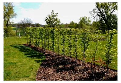 Produktbild von 30 Hainbuchen 150-175 cm ohne Topf gemessen Heckenpflanzen Carpinus betulus