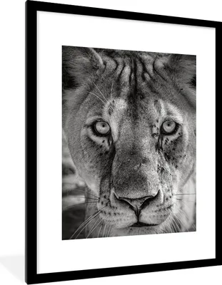 Produktbild von MuchoWow® MuchoWow® Gerahmtes Poster Tierprofil Löwin in schwarz und weiß 60x80 cm - Poster mit zchwarzem Bilderrahmen - Wohnzimmer - Dekorationen - Prämie