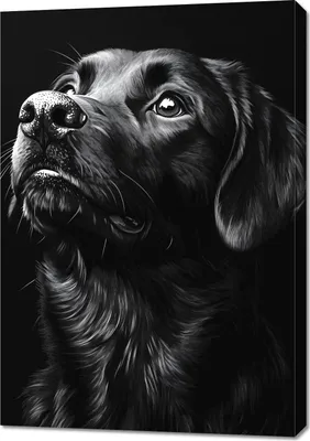 Produktbild von Bild 70x100cm Tierporträt für das Wohnzimmer | Labrador 2 | Schwarz Weiß