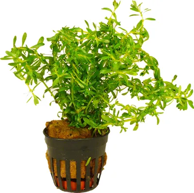 Produktbild von 1 Topf Kleinblättrige Rotala (Rotala boschii)