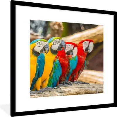 Produktbild von MuchoWow® Gerahmtes Poster Vögel - Papagei - Tropisch - Natur 40x40 cm - Poster mit Schwarzem Bilderrahmen Wandposter Rahmen Foto Bilder - Poster - Plakat im Rahmen