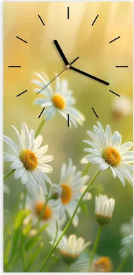 Produktbild von Wanduhr aus Glas mit Motiv Blühende Gänseblümchen- 30 x 60 cm - inkl. Aufhängesystem