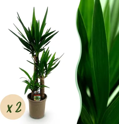 Immagine prodotto di Yucca elephantipes - Yucca - Bassa manutenzione - Verde - 2 piante - 90-100cm - Ø21cm - Pianta d'appartamento - Sempreverde