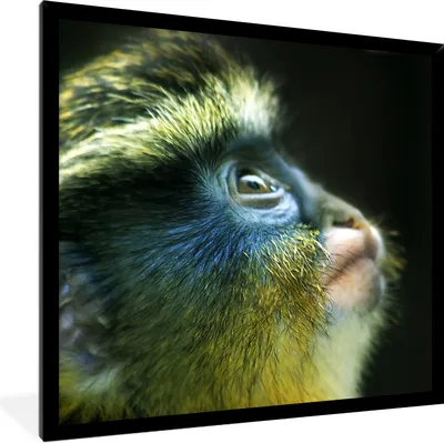 Produktbild von MuchoWow® Gerahmtes Poster Affe - Fell - Schwarz 40x40 cm - Poster mit Schwarzem Bilderrahmen Wandposter Rahmen Foto Bilder - Mit Rahmen - Wanddekoration Schlafzimmer