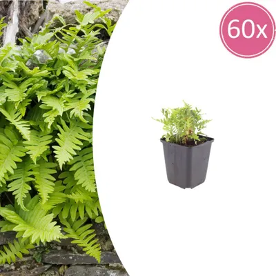 Zdjęcie produktu dla Polypodium vulgare | 60 sztuk - 10-25cm - Ø9cm - Roślina ogrodowa