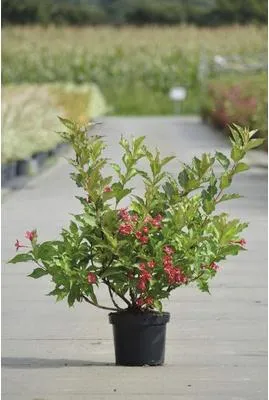 Produktbild von Weigelie FloraSelf Weigela 'Red Prince' H 50 cm Co 6 L