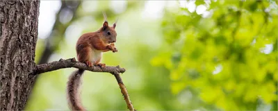Produktbild von Wallario selbstklebendes Poster - Eichhörnchen auf einem Ast, Größe: 50 x 125 cm