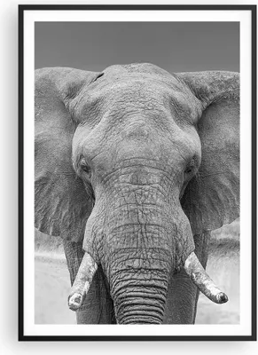 Produktbild von Gerahmtes Poster - Schwarzer Rahmen - Elefant Afrika Tier - 70x100 cm - Wand Bild - Wanddeko - Wandbilder - Kunstposter - Wandposter - Bilderrahmen - Bilder - Kunstdruck - P2BPA70x100-5072