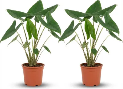 Produktbild von Alocasia Zebrina – 2 Pflanzen – Ø21cm – Höhe 70–75cm – Elefantenohr Zimmerpflanze – Dekorative Blätter mit Zebra-Stielen – Exotische Wohnpflanze