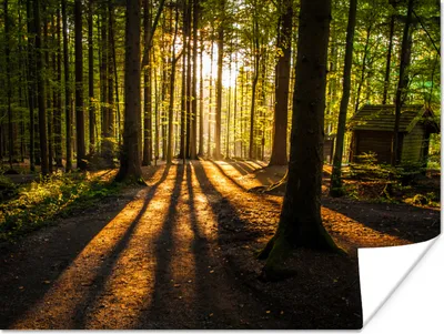 Produktbild von MuchoWow® Poster Sonne - Bäume - Wald - Landschaft - Natur 160x120 cm - Foto Plakat