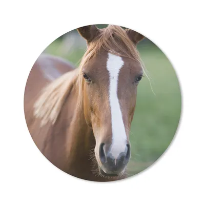 Produktbild von MuchoWow® Mauspad Mousepad Pferd - Natur - Porträt 30x30 cm - Mousepads - Maus Mat - Pad - Mausunterlage - Tischunterlage - Schreibtischmatten