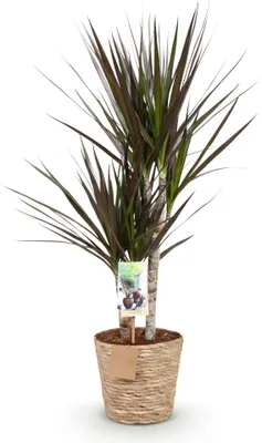 Obrázok produktu pre Dracaena Magenta 70 - 80cm, 17cm, v košíku, elegantná a nenárocná na údržbu