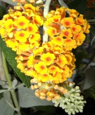 Produktbild von Buddleja davidii Golden Glow - Schmetterlingsstrauch - 60-80 cm
