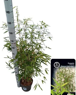 A potted bamboo plant is shown next to a height measuring stick, with a product label in the lower right corner.