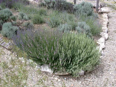 Produktbild von Lavandin Grappenhall, im Topf - Lavandula x intermedia, immergrün