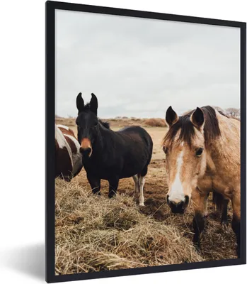 Produktbild von MuchoWow® Gerahmtes Poster Tiere - Pferd 60x80 cm - Poster mit Schwarzem Bilderrahmen Wandposter Rahmen Foto Bilder - Premium - Wanddeko Wohnzimmer