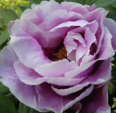 Produktbild von Strauchpfingstrose - Baumpfingstrose - Paeonia suffruticosa Hybriden i.F. - Farbe wählbar