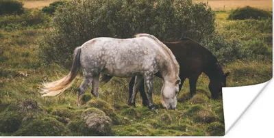 Produktbild von MuchoWow® Poster Pferde - Gras - Isländer 40x20 cm - Poster für die Wand - Poster Schlafzimmer