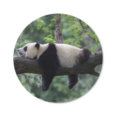 Produktbild von MuchoWow® Mauspad Mousepad Panda - Baum - Tiere - Natur 50x50 cm - Mousepads - Maus Mat - Pad - Mausunterlage - Vinyl