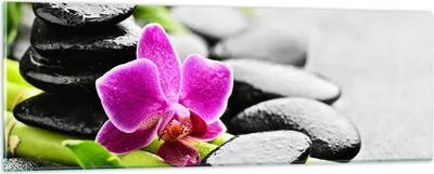 Produktbild von Bilder auf glas - Pflanze Steine Bambus Spa - 90x30cm - Glasbilder - Wandbilder - Kunstdruck - zum Aufhängen bereit - Wanddekoration aus Glas - Glas Bilder - Wandbild auf Glas - GAB90x30-2681