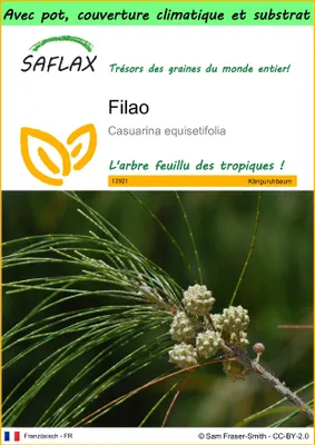 Image de SAFLAX Garden to go - Filao - 200 graines - Casuarina