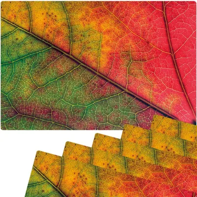 Produktbild von Abwaschbare Tischsets 6er Set buntes Herbst Blatt