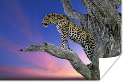 Produktbild von MuchoWow® Poster Leopard - Baum - Zweig 180x120 cm - Fotoplakat